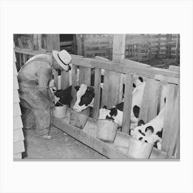 Calves At The Feed Trough On Farm Of Member Of The Dairymen S Cooperative Creamery, Caldwell, Canyon County Canvas Print