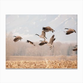 Canadian Goose Migration Canvas Print
