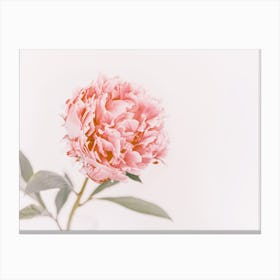 Single Pink Peony Canvas Print