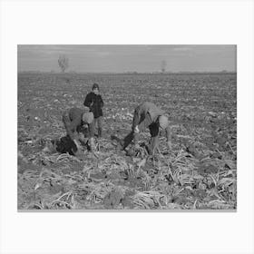 Untitled Photo, Possibly Related To Picking Up And Piling Sugar Beets Before Topping Them Near East Grand Forks Canvas Print