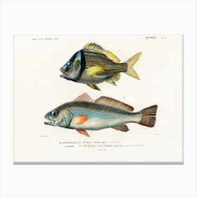 Porkfish And Shade Fish, Charles Dessalines D'Orbigny Canvas Print