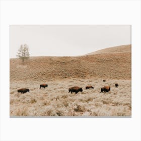 Bison Herd Canvas Print