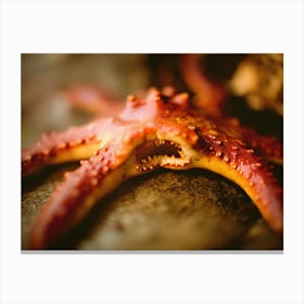 Scary Starfish Canvas Print