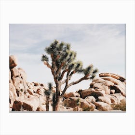 Desert Joshua Tree Canvas Print