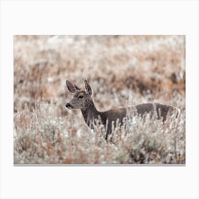 Deer In High Grass Canvas Print