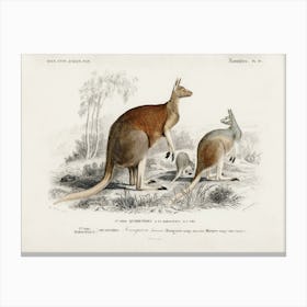 The Red Kangaroo (Macropus Rufus), Charles Dessalines D'Orbigny Canvas Print