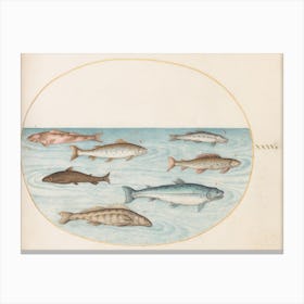 Aquatic And Shellfish Animals, Joris Hoefnagel (7) Canvas Print