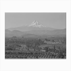 Orchards In Hood River Valley,Mount Hood In Background Canvas Print