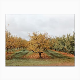 Fall Apple Orchard Canvas Print