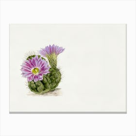 Cactus Flower 3 Canvas Print