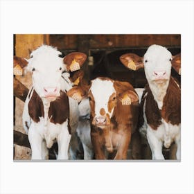 Three Cows In Barn Canvas Print