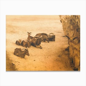 Sandy Mountain Peace Canvas Print