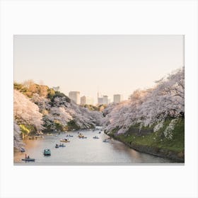 Washington Dc Cherry Blossoms Canvas Print