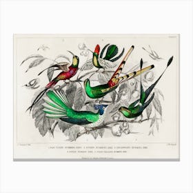 Collection Of Various Humming Birds, Oliver Goldsmith Canvas Print