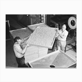 Emptying Dehydrated Cabbage Into Hopper, Western Regional Agricultural Research Laboratory, Albany, California Canvas Print