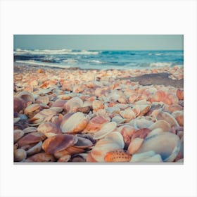 Sea Shells On The Beach 5 Canvas Print