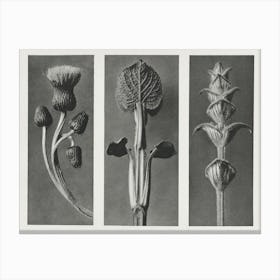Cirsium Canum, Karl Blossfeldt Canvas Print