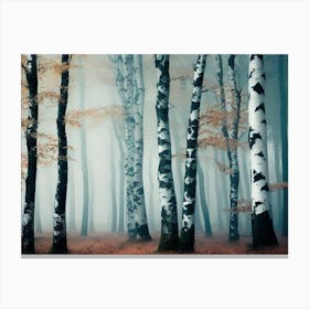 Birch Forest 86 Canvas Print