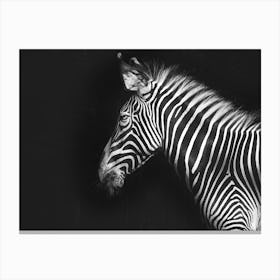 Zebra On Black Background Canvas Print