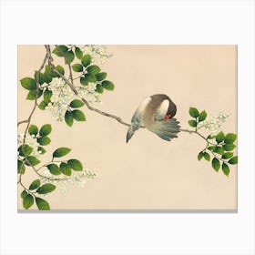 Preening Bird Canvas Print