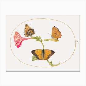 Brown Hairstreak, Silver Washed Fritillary And Clouded Yellow Butterflies On A Four O Clock Flower (1575–1580), Joris Hoefnagel Canvas Print