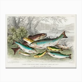 Salmon, Gilse, Salmon Trout, Great Lake Trout, Lake Trout, River Trout, And Parr, Oliver Goldsmith Canvas Print