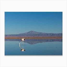Flamingo Water Reflection, Mountain View Canvas Print