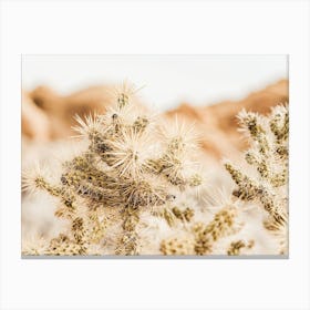 Desert Cholla Cactus Canvas Print