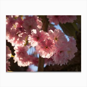 Pink blossoms of ornamental cherry 4 Canvas Print