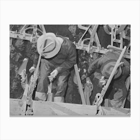 Salinas, California, Intercontinental Rubber Producers, Men On The Machine Are Transplanting Guayule Seedlings Into Canvas Print