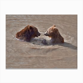 Grizzly Bears Swimming Canvas Print