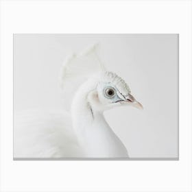 White Peacock 4 Canvas Print