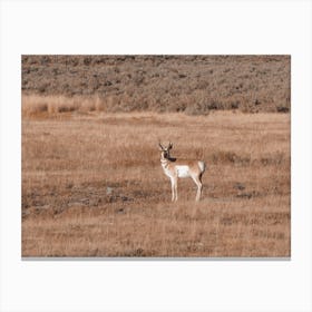 Rustic Pronghorn View Canvas Print