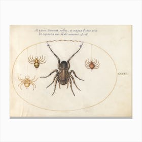Four Spiders (c. 1575-1580), Joris Hoefnagel Canvas Print