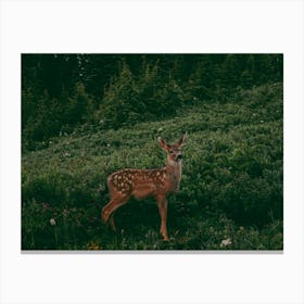 Baby Deer Canvas Print