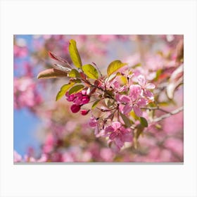 Pink Crab Apple Flowers Canvas Print