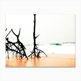 Tree Trunks On The Beach Canvas Print