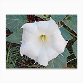 Moon Flower. Canvas Print