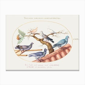 Doves And Pigeons, Joris Hoefnagel Canvas Print