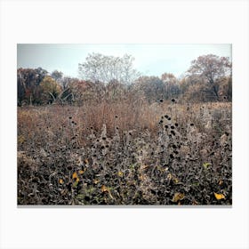 Field Of Sunflowers Canvas Print