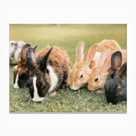 Group Of Bunny Rabbits Canvas Print