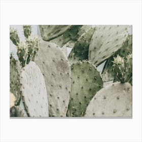 Muted Green Cactus Canvas Print