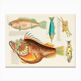 Colourful And Surreal Illustrations Of Fishes Found In Moluccas (Indonesia) And The East Indies, Louis Renard(93) Canvas Print