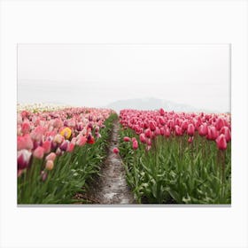 Path Through Tulip Field Canvas Print