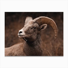 Warm Rustic Sheep Canvas Print