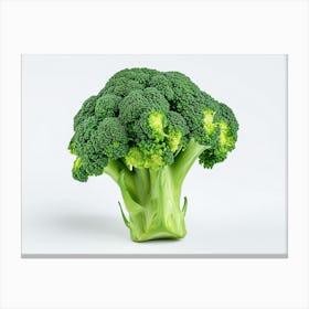 Broccoli On White Background 4 Canvas Print