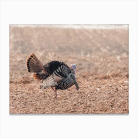 Turkey In Corn Field Canvas Print