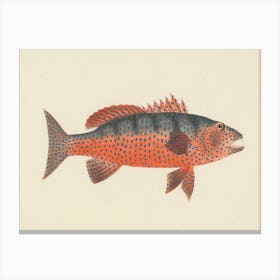 Unidentified Fish, Luigi Balugani 8 Canvas Print