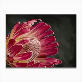 Pink Protea Canvas Print