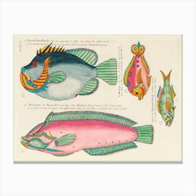 Colourful And Surreal Illustrations Of Fishes Found In Moluccas (Indonesia) And The East Indies, Louis Renard(89) Canvas Print